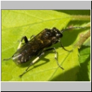 Macrophya alboannulata ~ albicincta - Blattwespe 01a 12mm.jpg